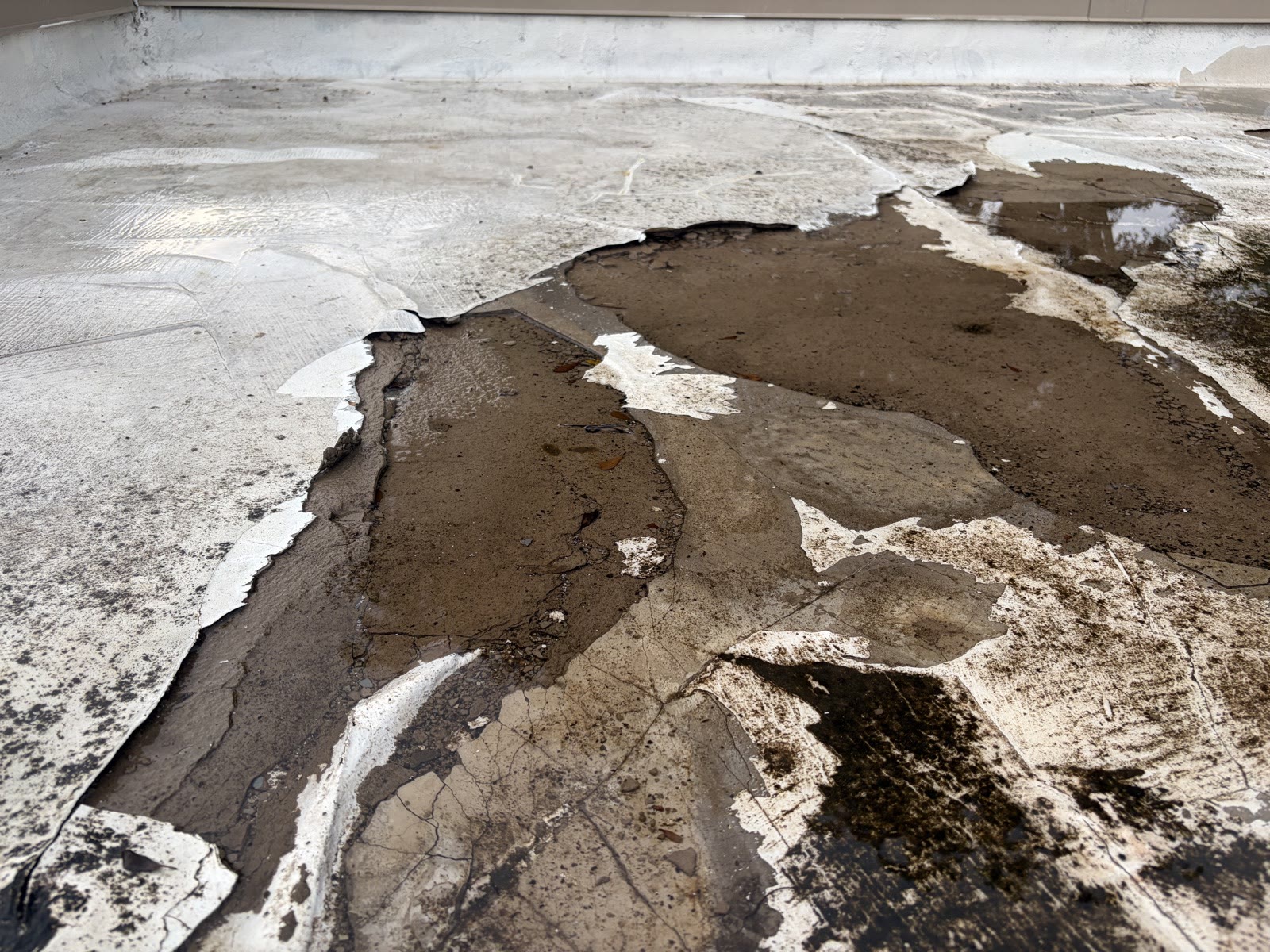 Flat commercial roof with failed coating and exposed membrane